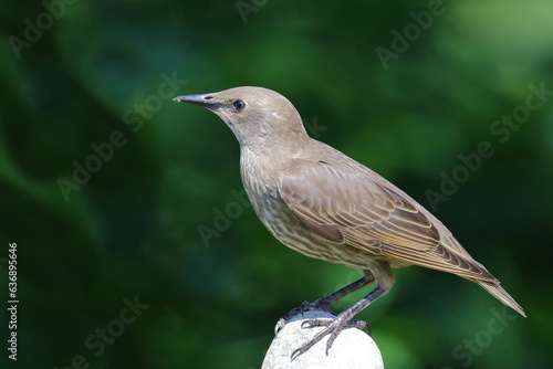 Gemeiner Star / Common starling / Sturnus vulgaris.