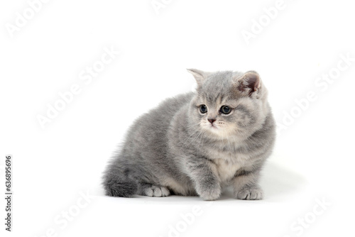 a small fluffy kitten on a white isolated background