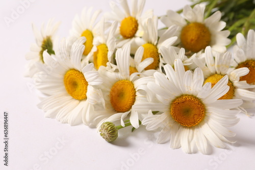 daisies on white background