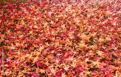 the color of autumn on the leaves fallen by the wind