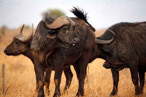 African Buffalos (Syncerus caffer caffer, aka Cape Buffalo). Taita Hills, Kenya © Daniel Lamborn