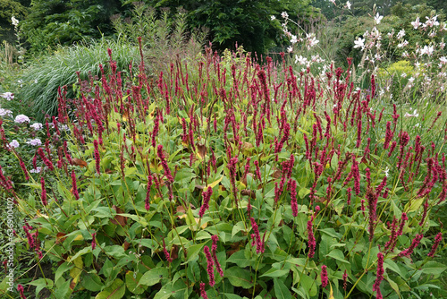Colorful closeup on an aggregatrion of Red Bistrot plants, Persicaria amplexicaulis, in the garden photo