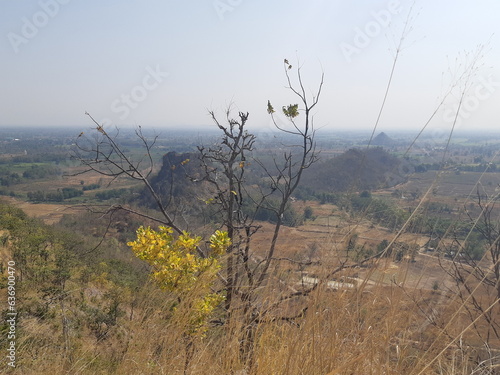 Mountain top view with trees