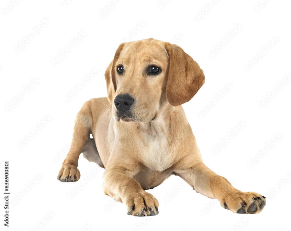 puppy labrado retriever puppy labrado retriever