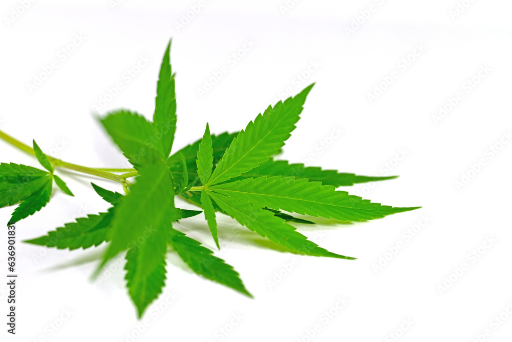Hanf, Cannabis, Blätter vor weißem Hintergrund Hanf, Cannabis, Blätter vor weißem Hintergrund