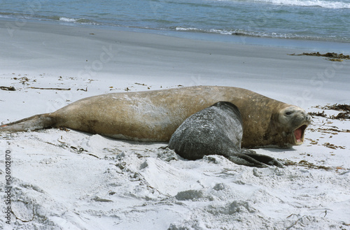 Eléphant de mer, Mirounga leonina, Iles Falkland, Malouines