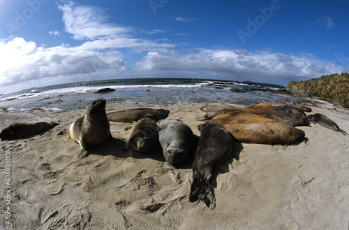 Eléphant de mer, Mirounga leonina, Iles Falkland, Malouines