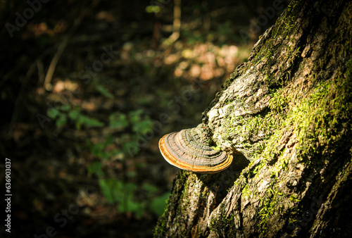 fungi