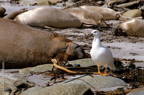 Ouette marine,.Chloephaga hybrida, Kelp Goose, Eléphant de mer, Mirounga leonina,  Iles Falkland, Malouines photo