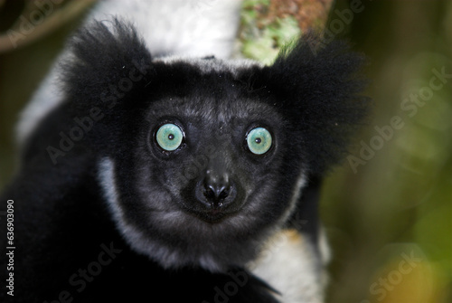 Photos Lemur indri, Indri indri, Madagascar