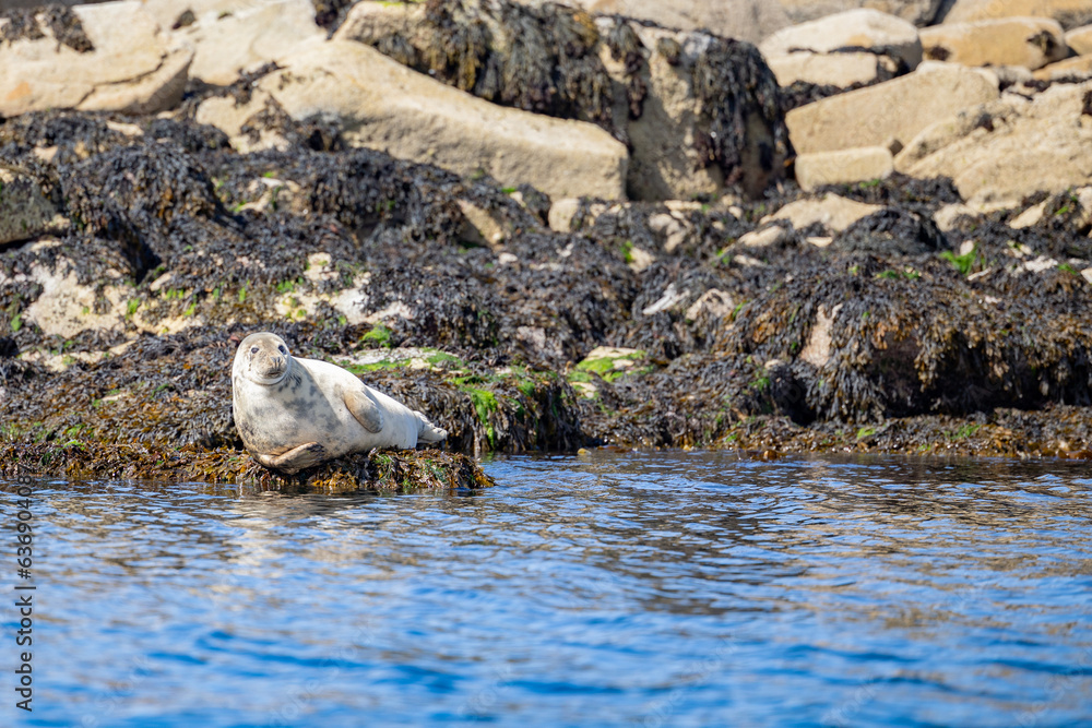 A Harbour Seal (Phoca vitulina) reclining on some rocks along the Raasay coast. Inner hebrides, Scotland, UK in August, Summer. A Harbour Seal (Phoca vitulina) reclining on some rocks along the Raasay coast. Inner hebrides, Scotland, UK in August, Summer.