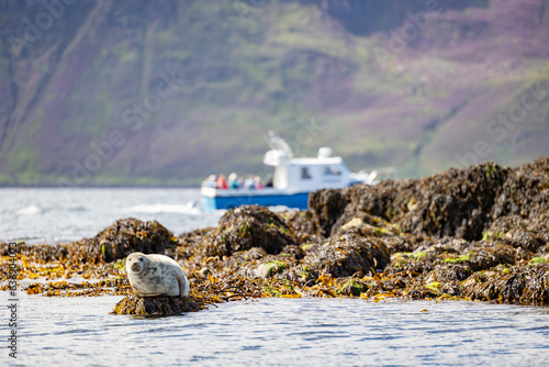 A Harbour Seal (Phoca vitulina) reclining on some rocks along the Raasay coast whilst an out of focus tourist boat passes behind the headland. Inner hebrides, Scotland, UK in August, Summer.