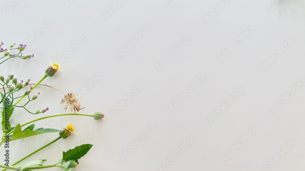 Grass and wallpaper Grass and wallpaper