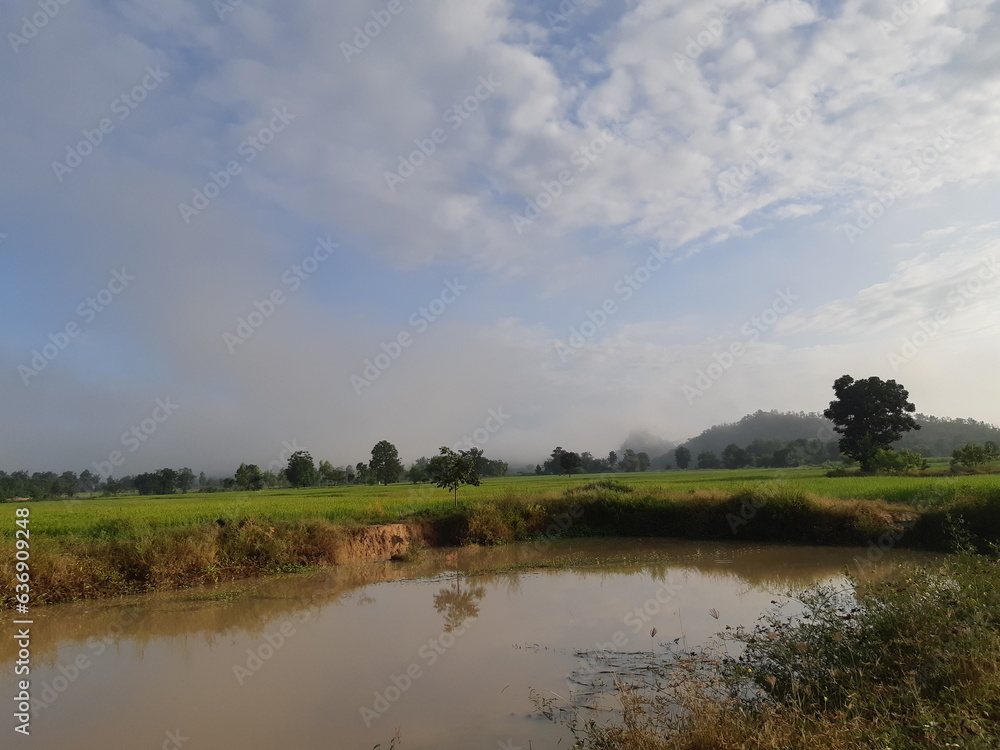 Green rice fields and blue sky