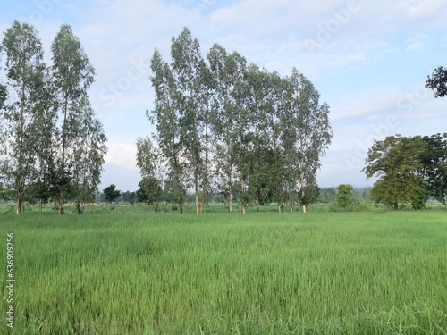 Green rice fields and blue sky