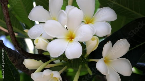 Frangipani flower Blooming on tree swaying in wind green leaves blurred background. Plumeria one flower, white flower with five petals and yellow center, beautiful flowers are grown in Asia, Thailand.