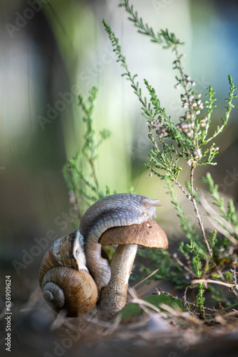 Snail on a mushroom in the forest. 