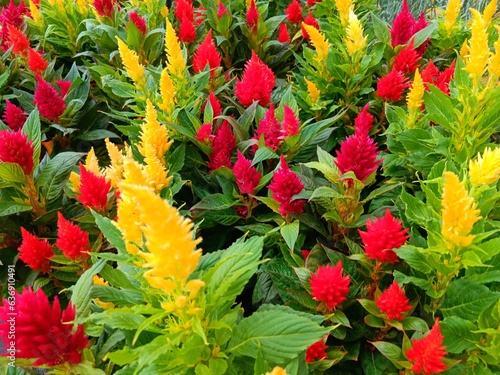 Close up shot of blooming red flower with green leaves background