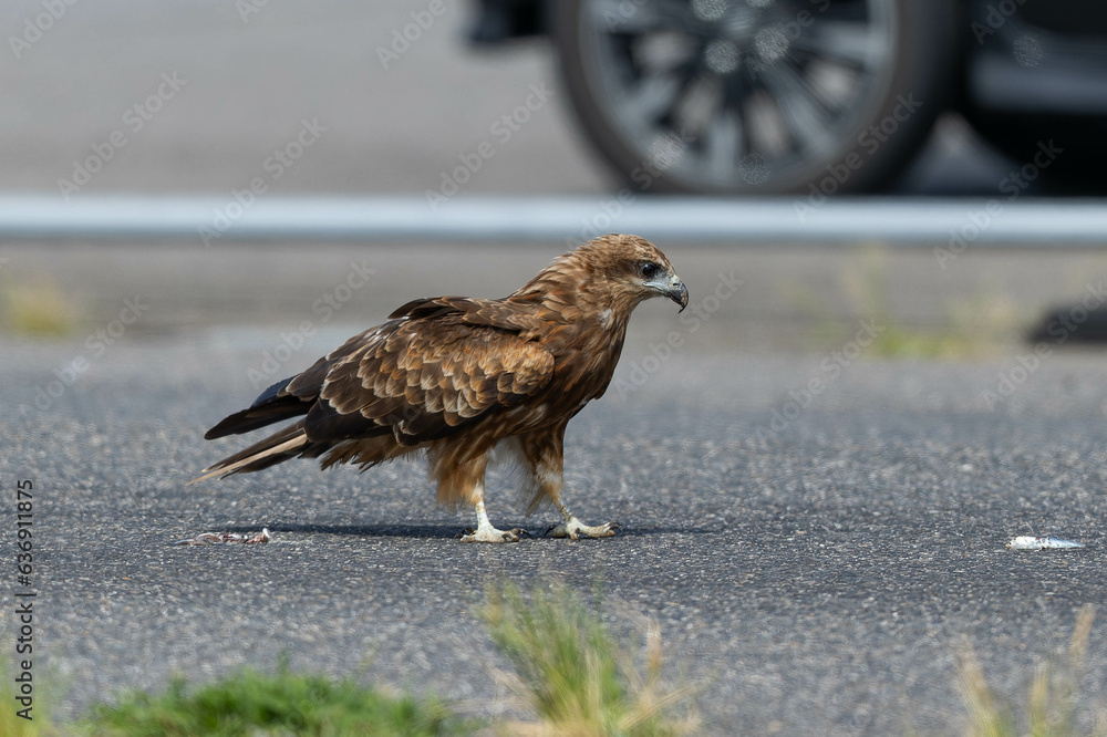 Obraz premium 道路の上に立っているトビ