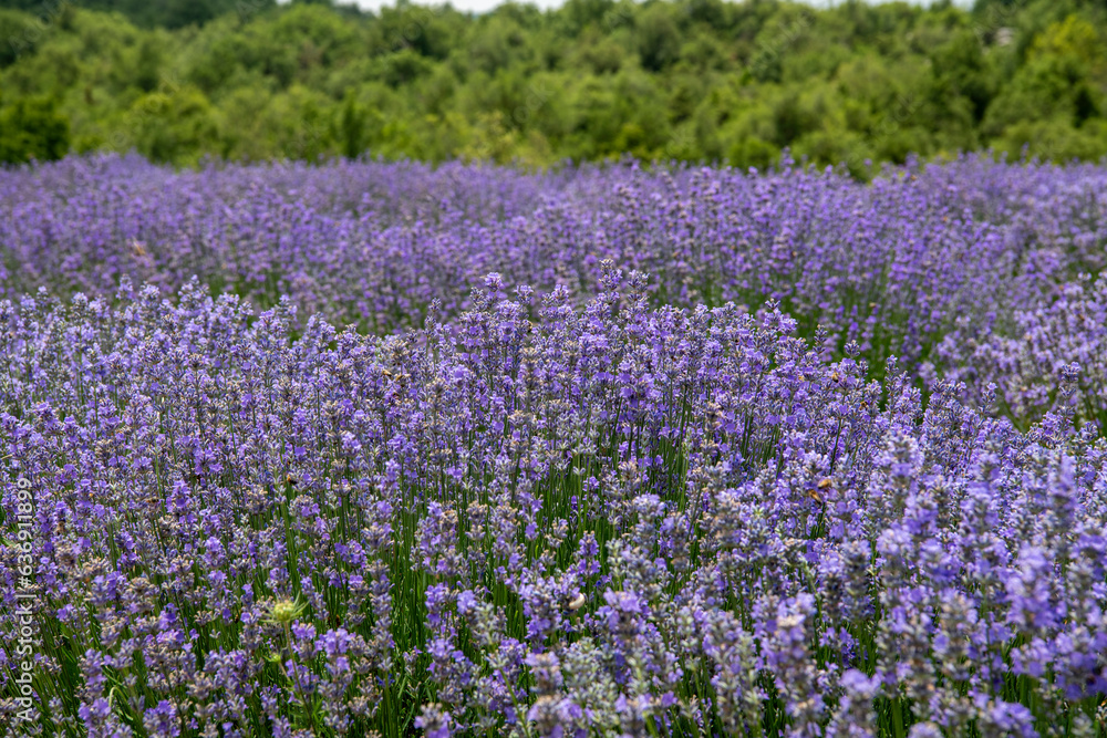 The lavender flower, which contains the most beautiful shades of purple and lilac, is also the habitat of many animals such as butterflies and bees.