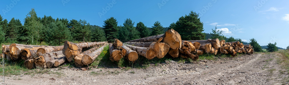 Wide angle panoramic view, illegal cutted pine wood logs near a dirt road in Romania. Wide angle panoramic view, illegal cutted pine wood logs near a dirt road in Romania.