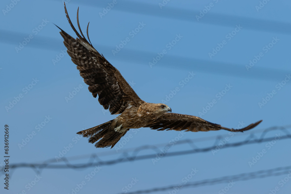 Obraz premium 電線の間を縫って飛ぶトビ