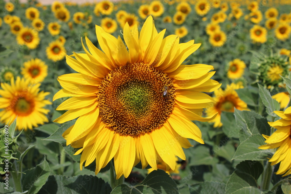 Girasoles en el campo, brillando bajo el sol, con insectos, abejas polenizando.