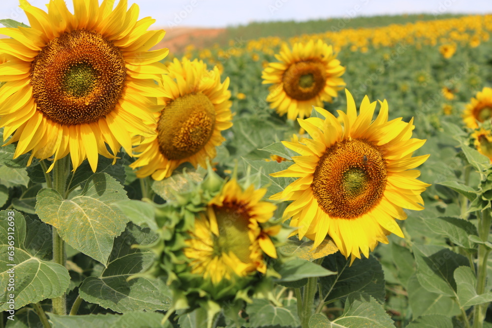 Girasoles en el campo, brillando bajo el sol, con insectos, abejas polenizando.