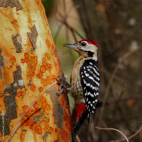Fulvous-breasted woodpecker