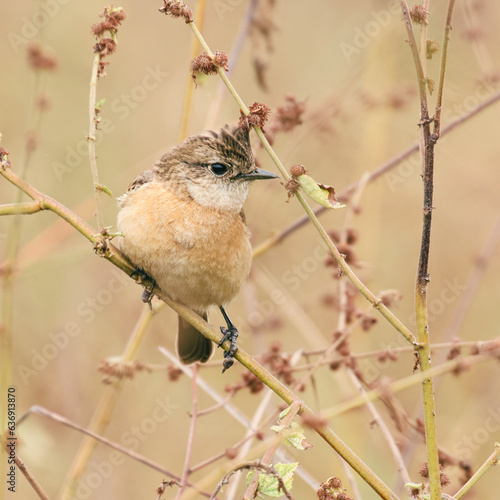 Small bird