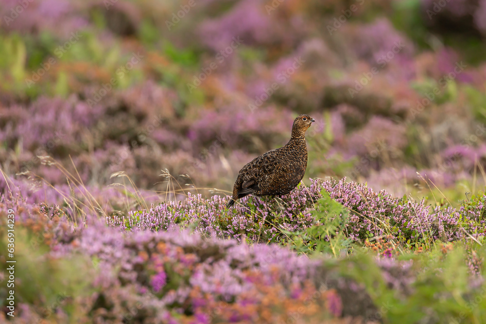 Red Grouse, Scientific name: Lagopus Lagopus. An alert male Red Grouse with red eyebrow, facing right on the colourful North Yorkshire Moors in Summer pink heather and bilberries. Space for copy. Red Grouse, Scientific name: Lagopus Lagopus. An alert male Red Grouse with red eyebrow, facing right on the colourful North Yorkshire Moors in Summer pink heather and bilberries. Space for copy.