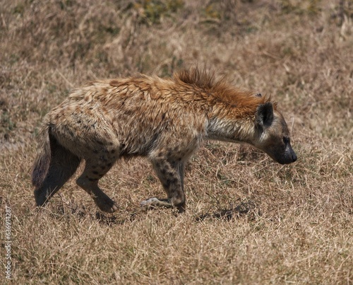 Hyena  © Victor