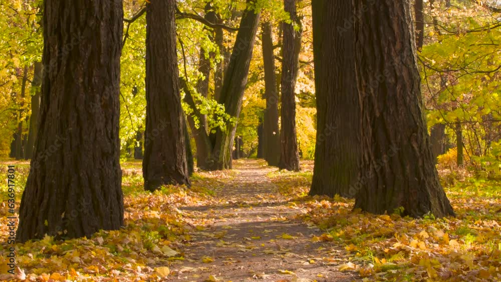 Autumn Alley in Windy Weather. Slow Motion. An old alley with huge trees on a sunny, windy October day. A moment of beautiful leaf fall Autumn Alley in Windy Weather. Slow Motion. An old alley with huge trees on a sunny, windy October day. A moment of beautiful leaf fall