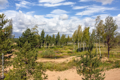 Birch trees and pine trees grow in the former gravel pit