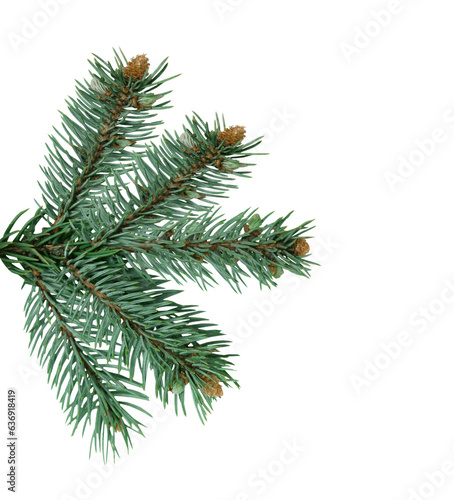 Christmas and New Year banner with green branches of a Christmas tree on a isolated transparent png background with space for text. Holiday and happiness.