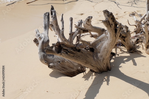Dead and dry tree roots on the beach look like sculptures of art.