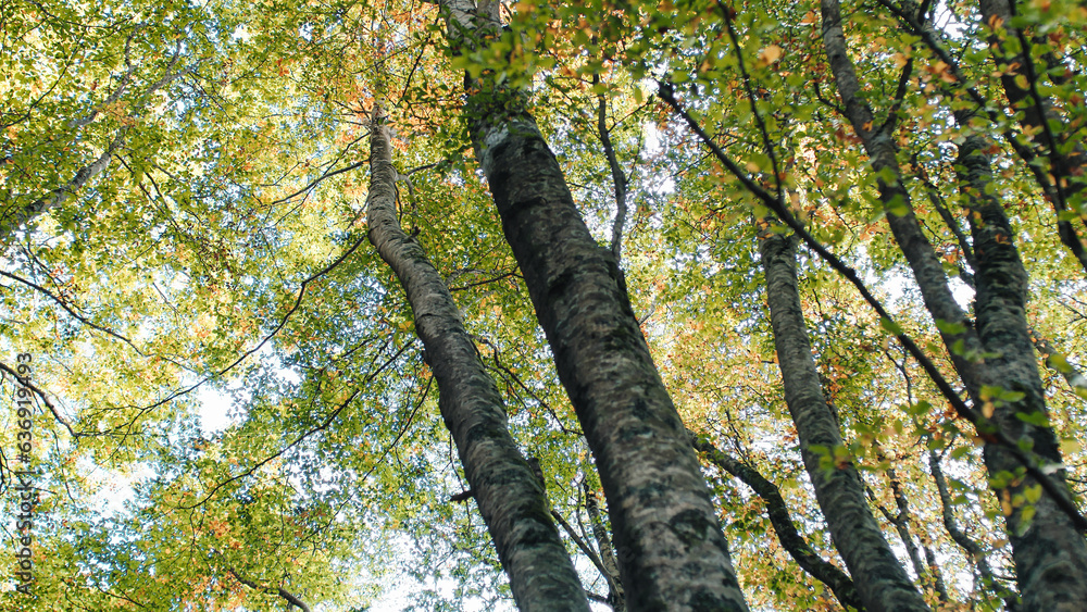 Fototapeta premium Beautiful tree with yellow leaves in autumn in the mountains
