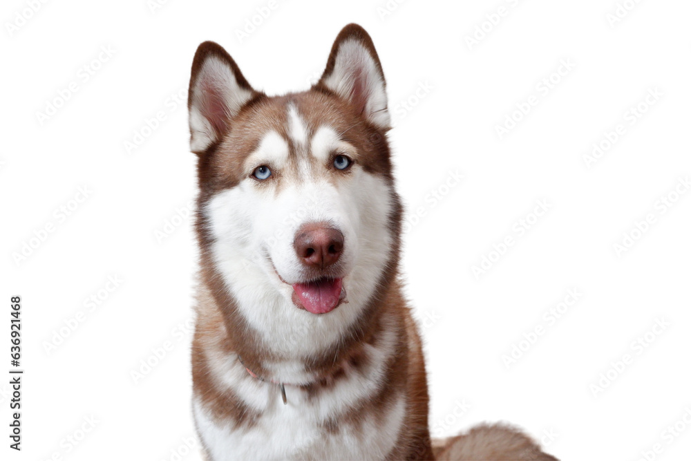 cute dog on transparent background siberian husky. cute dog on transparent background siberian husky.
