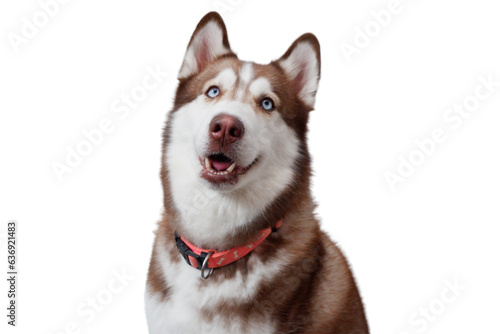 cute dog on transparent background siberian husky.