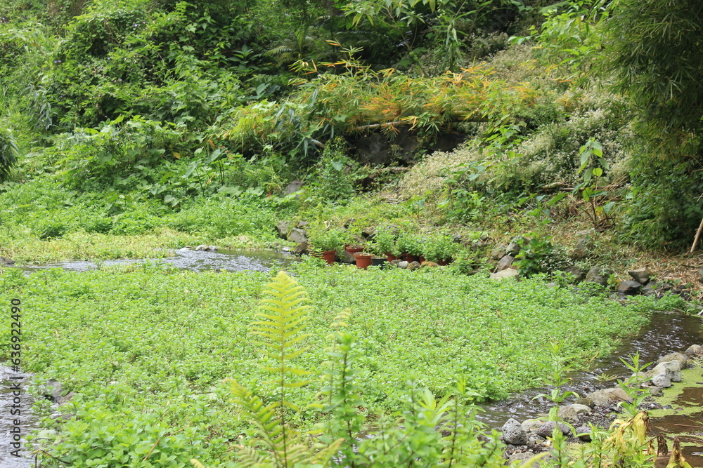 Obraz premium champ dans l'eau