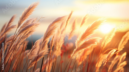 Detail of wild grass at sunset