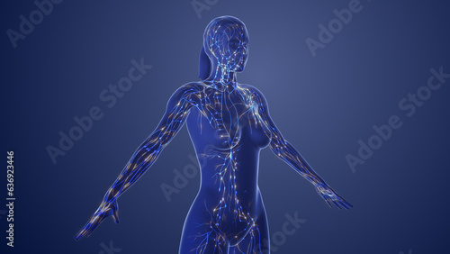 3d Anatomy of female lymphatic system © jitendra jadhav