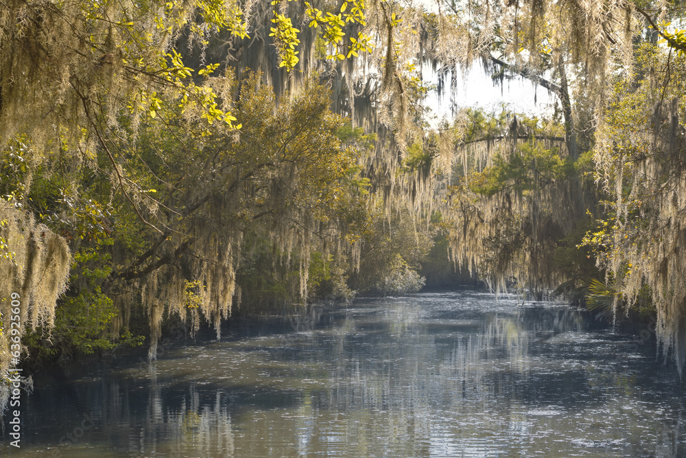 Fototapeta premium The Louisiana Bayou at New Orleans, USA