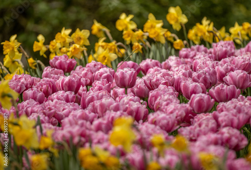 field of tulips