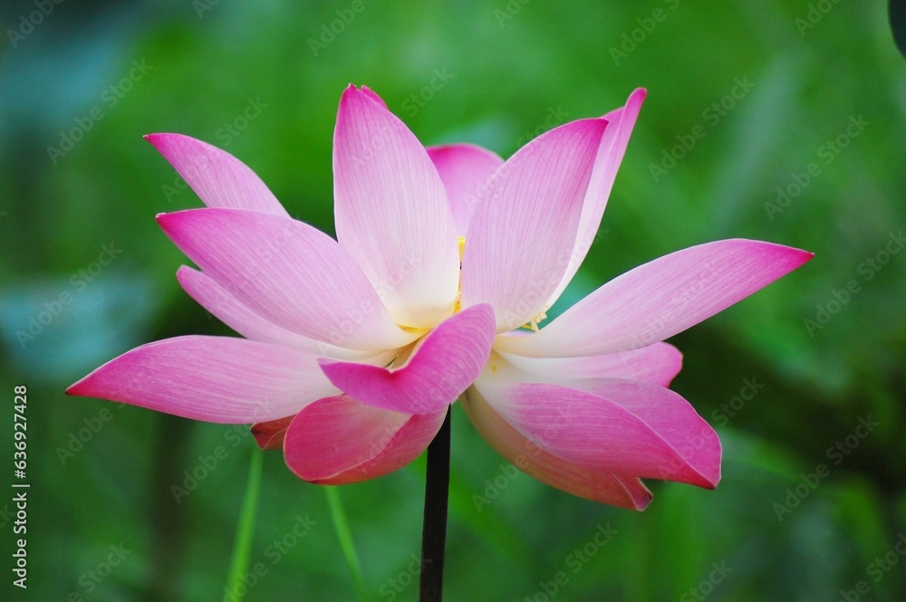 Lotus flower on the lake, in the sunny morning. Lotus flower on the lake, in the sunny morning.
