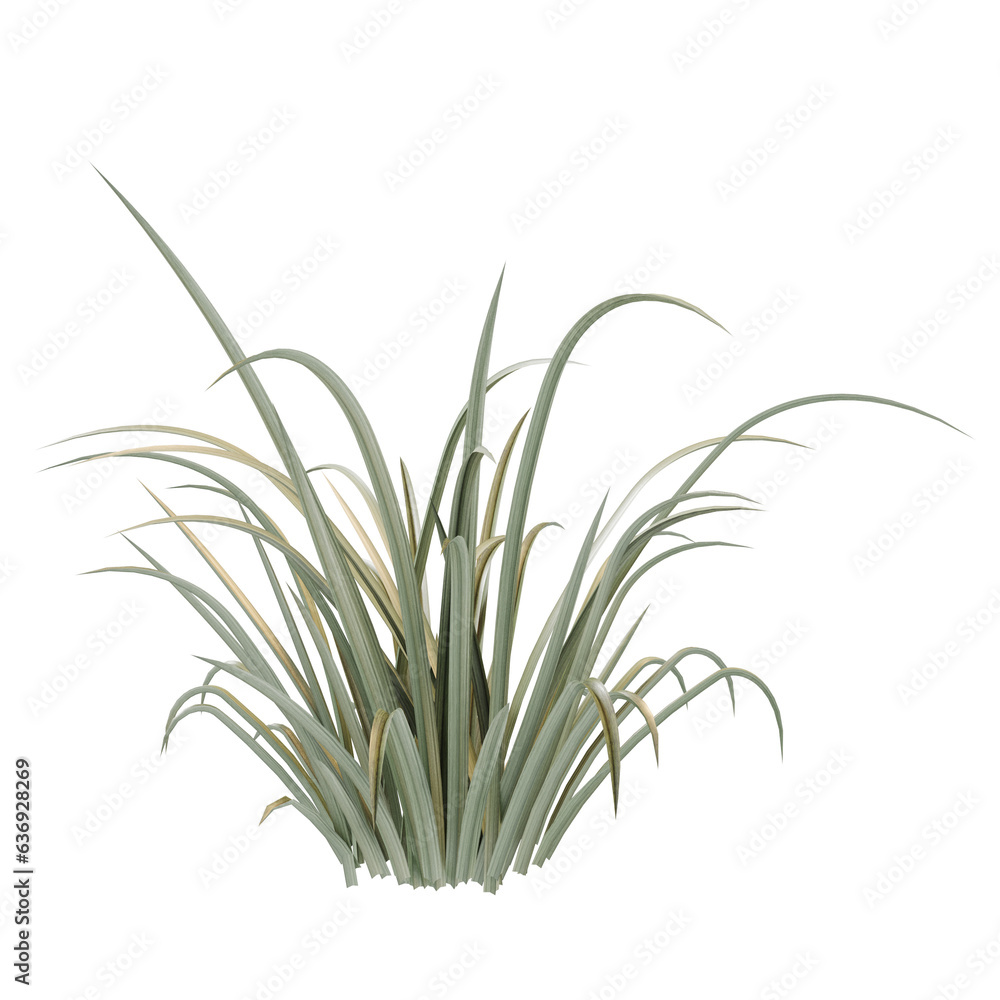 Fototapeta premium grass isolated