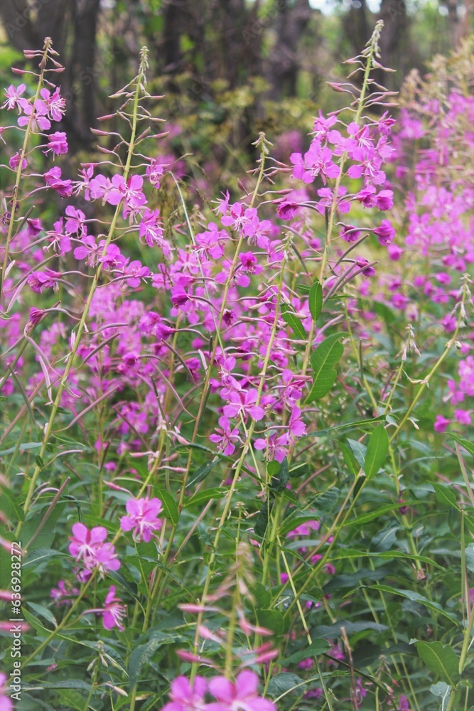 flowers flowers