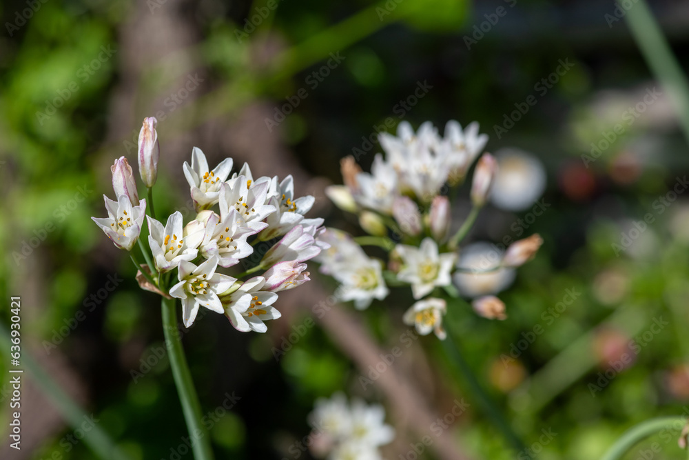Slender false garlic (nothoscordum gracile) flowers in bloom Slender false garlic (nothoscordum gracile) flowers in bloom