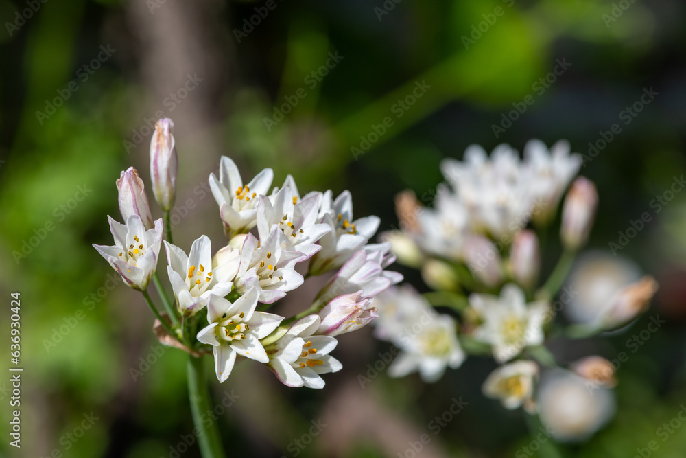 Slender false garlic (nothoscordum gracile) flowers in bloom Slender false garlic (nothoscordum gracile) flowers in bloom