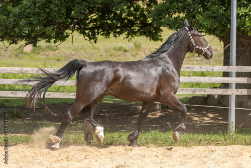 Horse running by a fence